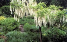Hudson Valley, NY Garden with Tree Form Wisteria
