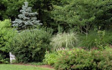 Shrub and grass planting in Woodstock, NY