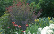 Rhinebeck, NY Summer Garden