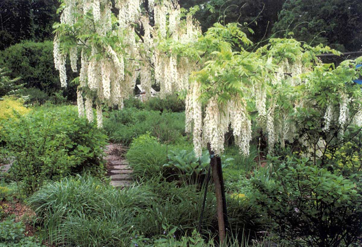 Hudson Valley, NY Garden with Tree Form Wisteria