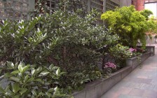 New York City Urban Garden Design