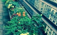 Penthouse Plantings