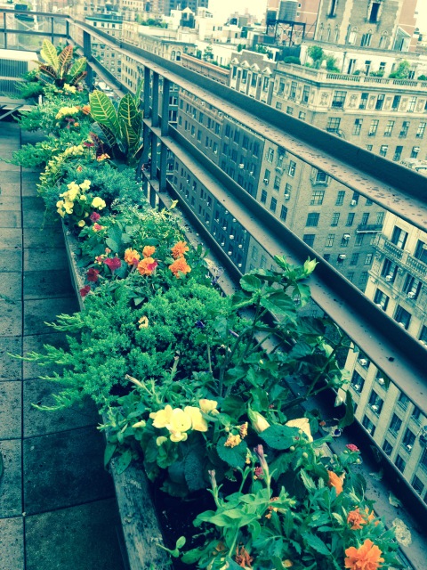 Penthouse Plantings