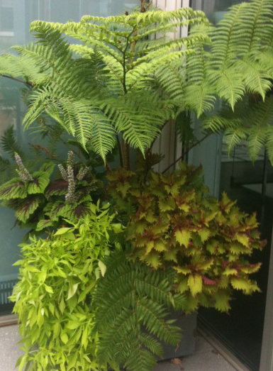 Penthouse Potted Plants